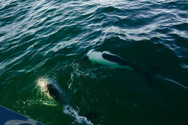 Commerson Dolphin Swimming Παταγονία Αργεντινή — Φωτογραφία Αρχείου