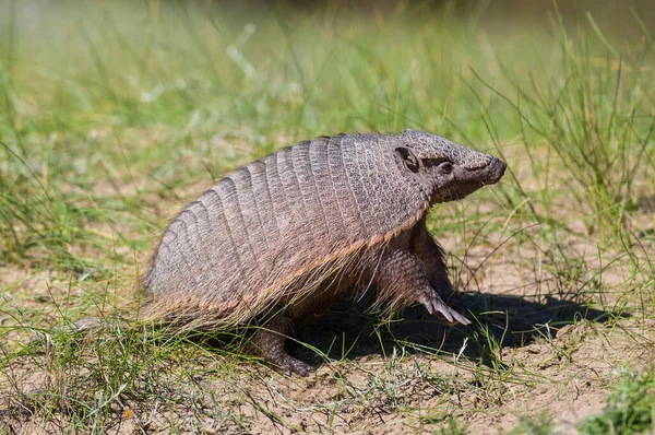 Chlupatý Armadillo Travnatém Prostředí Poloostrov Valdes Pat — Stock fotografie