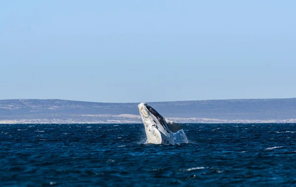 Baleine Veau Saut Valdes Péninsule Patagonie Argentine — Photo