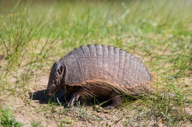 Kıllı Armadillo, çayırlık alanda, Peninsula Valdes, Pat