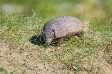 Kıllı Armadillo, çayırlık alanda, Peninsula Valdes, Pat