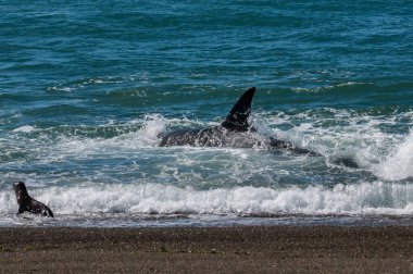 Katil balina avcısı deniz aslanları, Yarımada Valdes, Patagonya Argen