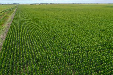 Ayçiçeği ekimi, hava manzarası, pampas bölgesinde, Arjantin
