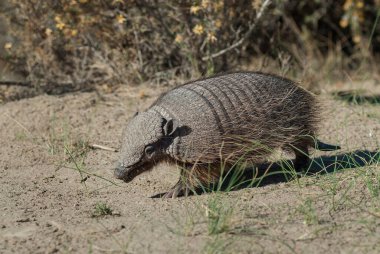 Kıllı Armadillo, çayırlık alanda, Peninsula Valdes, Pat