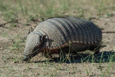 Kıllı Armadillo, çayırlık alanda, Peninsula Valdes, Pat