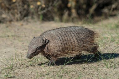 Kıllı Armadillo, çayırlık alanda, Peninsula Valdes, Pat