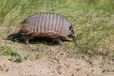 Kıllı Armadillo, çayırlık alanda, Peninsula Valdes, Pat