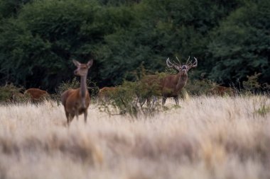 La Pampa 'da kükreyen erkek kızıl geyik, Arjantin, Parque Luro, Natur
