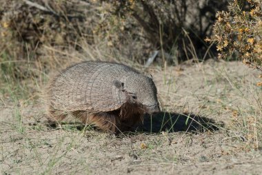 Kıllı Armadillo, çayırlık alanda, Peninsula Valdes, Pat
