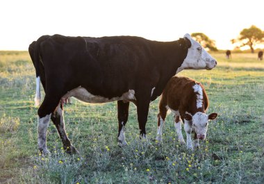 Pampas kırsalında sığırlar, La Pampa, Arjantin.