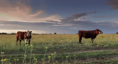 Pampas kırsalında sığırlar, La Pampa, Arjantin.