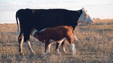 Pampas kırsalında sığırlar, La Pampa, Arjantin.