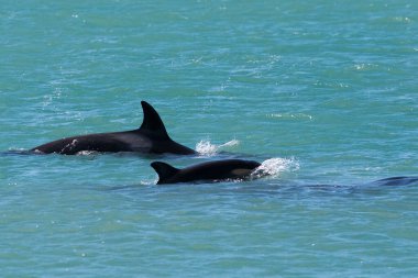 Katil balina avcısı deniz aslanları, Yarımada Valdes, Patagonya Argen