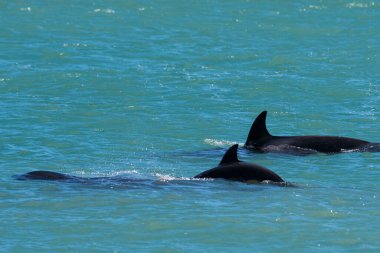 Katil balina avcısı deniz aslanları, Yarımada Valdes, Patagonya Argen