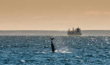 Yunus Atlayışı, Patagonya görünümü