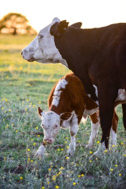 Pampas kırsalında sığırlar, La Pampa, Arjantin.
