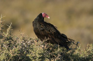 Akbaba, çimlerin, Patagonya 'nın, Arjantin' in üzerine tünemiş.