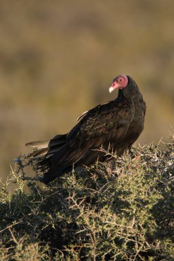 Akbaba, çimlerin, Patagonya 'nın, Arjantin' in üzerine tünemiş.