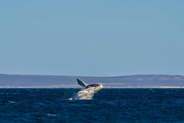 Whale Calf Jumping Peninsula Valdes Patagonia Argentina — Stock Photo, Image