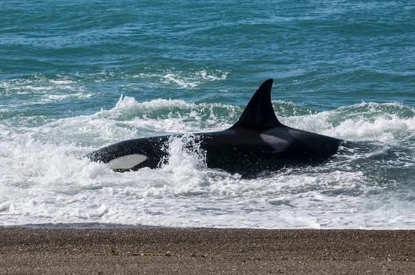 Orca Attackerar Sjölejon Halvön Valdes Patagonien Argentina — Stockfoto