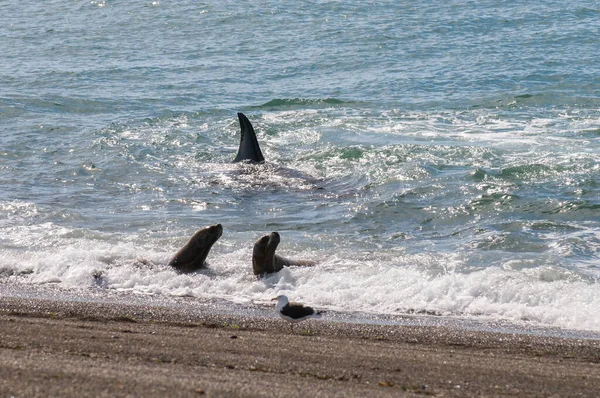 Orca Atacando Leões Marinhos Península Valdes Patagônia Argentina — Fotografia de Stock