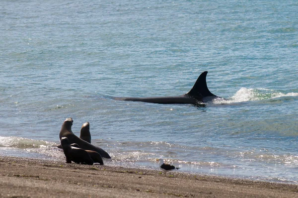 Orque Attaquant Des Otaries Péninsule Valdes Patagonie Argentine — Photo