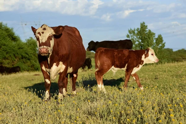 Buzağılı inek, La Pampa kırsal, Arjantin.