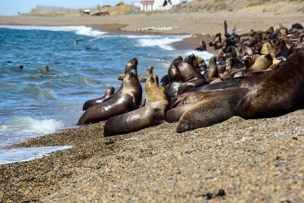 León Marino Macho Colonia Costera Patagonia Argentina — Foto de Stock