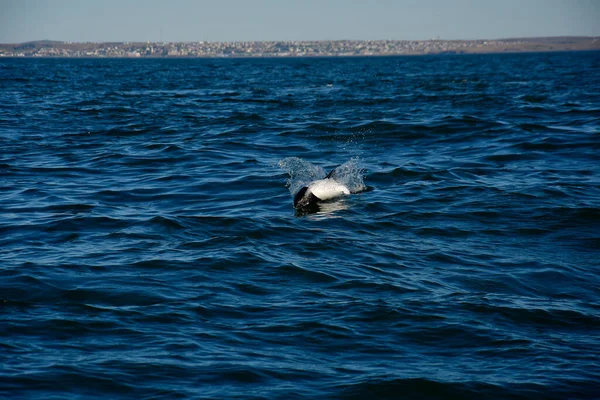 Commerson Delfin Úszás Patagónia Argentína — Stock Fotó