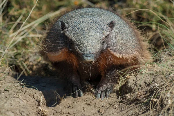 Primo Piano Peloso Chaetophractus Villosus — Foto Stock