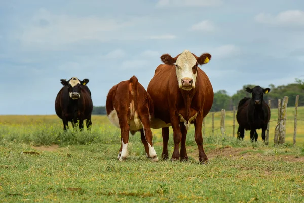 Корова Телятою Пампасі Штат Пампа Аргентина — стокове фото