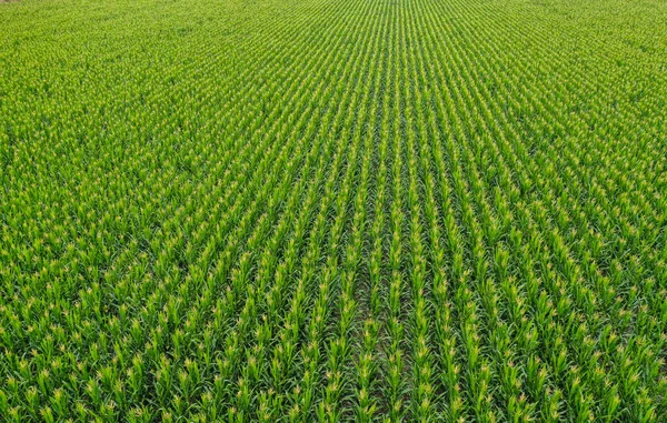 Coltivazione Girasole Vista Aerea Nella Regione Delle Pampas Argentina — Foto Stock