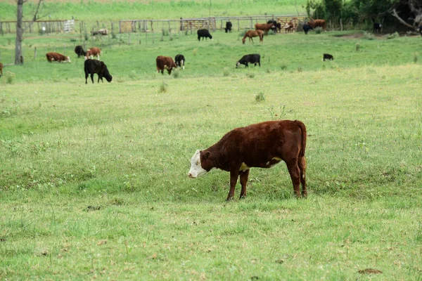 Vaca Con Ternera Pampa Argentina —  Fotos de Stock