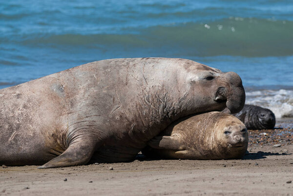 Elephant seal family, Peninsula Valdes, Patagonia, Argentina