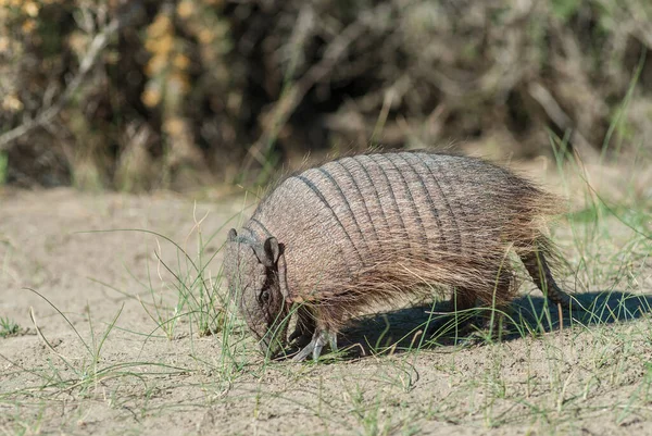 Peloso Armadillo Ambiente Prativo Penisola Valdes Pat — Foto Stock