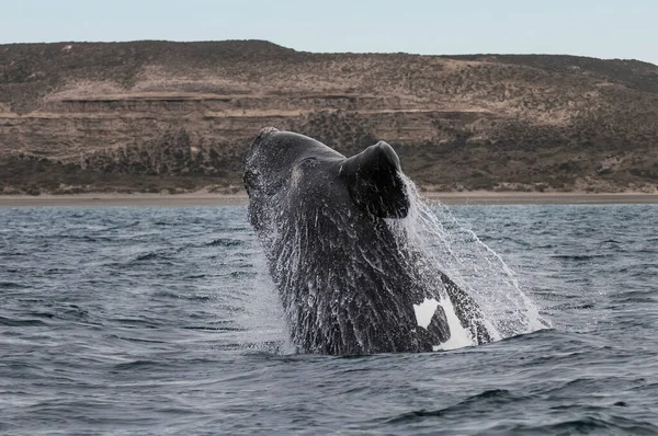 Salto Della Balena Franca Sohutern Specie Minacciate Patagonia Arge — Foto Stock