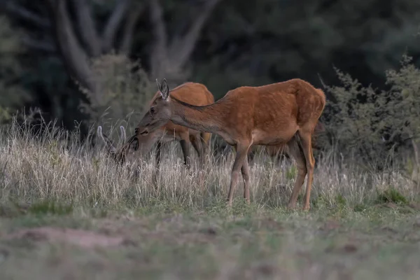 Dişi Kızıl Geyik Pampa Arjantin Parque Luro Doğa Rese — Stok fotoğraf