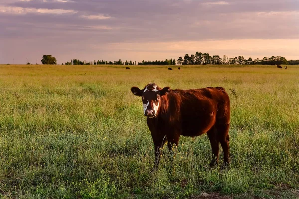 Krowa Cielęciem Pampa Argentyna — Zdjęcie stockowe