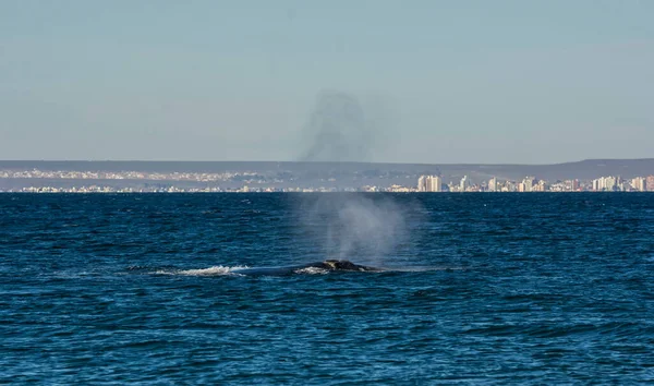 Baleine Surface Avec Ville Puerto Madryn Dans Backgro — Photo