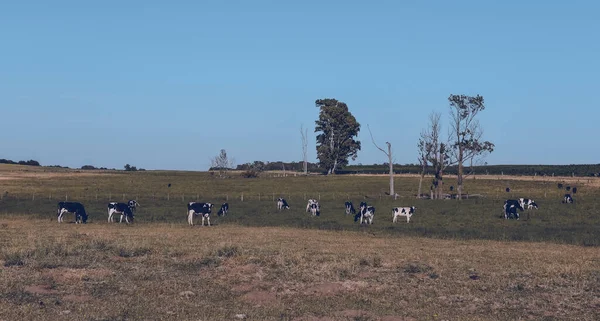 Bovini Pascolo Nella Campagna Pampas Pampa Argentina — Foto Stock