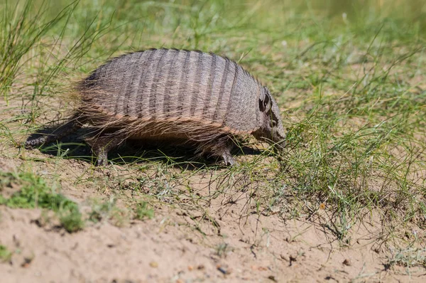 Kıllı Armadillo, çayırlık alanda, Peninsula Valdes, Pat