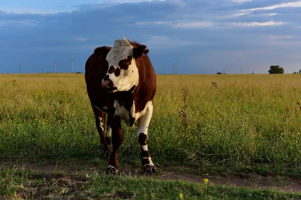 Rinder Der Pampa Pampa Argentinien — Stockfoto