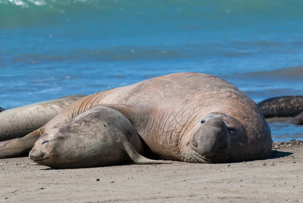 Elephant Seal Family Peninsula Valdes Patagonia Argentina — Stock Photo, Image