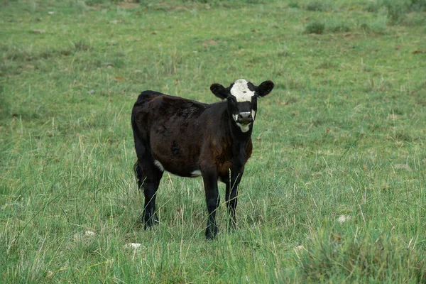 阿根廷La Pampa Pampas农村的牛 — 图库照片