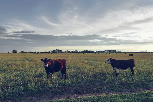 Pampas kırsalında sığırlar, La Pampa, Arjantin.