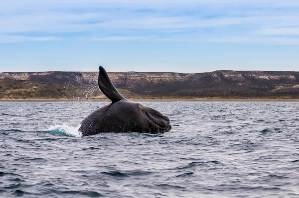 Baleine Noire Sohutern Espèces Voie Disparition Patagonie Grande — Photo