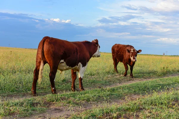 Cattle Pampas Countryside Pampa Argentina — Stock Photo, Image