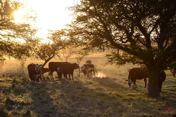 Skot Venkově Pampas Pampa Argentina — Stock fotografie