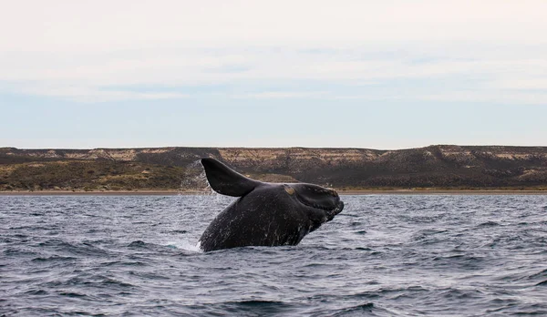 Baleine Noire Sohutern Espèces Voie Disparition Patagonie Grande — Photo