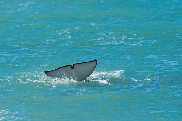 Killer whale hunting sea lions,Peninsula Valdes, Patagonia Argen